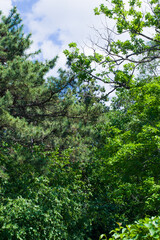 Obraz premium Majestic Pine Trees and Lush Forest Vegetation in Outdoor Wilderness