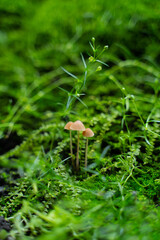 Mushrooms Sprouting After Rain Amid Fresh Green Grass in Summer