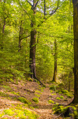 New Zealand Primeval Forest With Lush Green Canopy And Sunlit Path Through Trees
