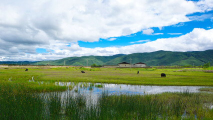 Golden Rice Fields Under Blue Summer Sky With White Clouds