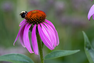 Full frame abstract texture background of a bee pollinating a blooming purple coneflower (echinacea purpurea) with defocused background