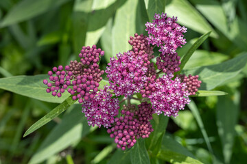 Fototapeta premium Full frame abstract texture background of beautiful lacy pink and white swamp milkweed (asclepias incarnata) wildflowers in bloom. Also called rose milkflower, rose milkweed, swamp silkweed.