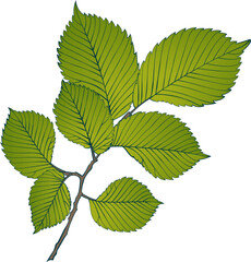 Hand-drawn elm brunch with green leaves isolated on white background. Flat line style vector illustration.