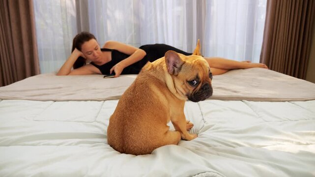 Grumpy dog sitting on bed, glancing back at camera over shoulder with bored, sad eyes while owner woman lies nearby using smartphone, seen blurred in background.