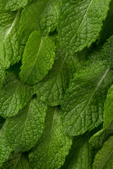 Fresh Mint Leaves Arranged Together In Organic Nature Close Up