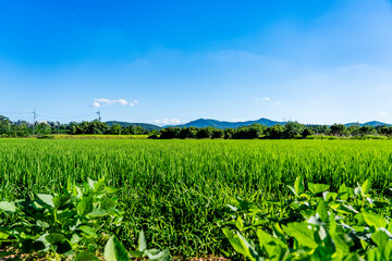 Rice. A large area of rice seedlings growing in the fields of Korea.