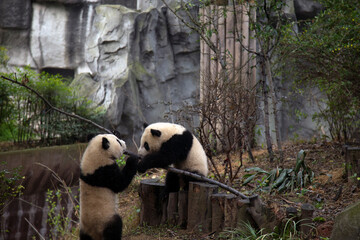 Fototapeta premium Playful Giant Pandas At Chengdu Breeding Center Joyful Animal Photography