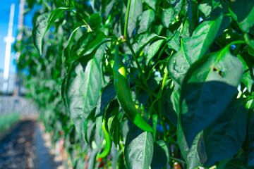 Green pepper grows in the garden, nature.