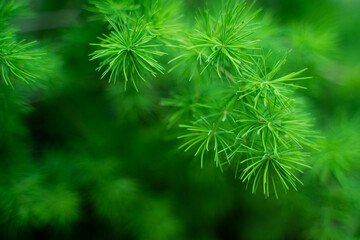 Crisp High Definition Photography of Fresh Green Plants in Summer