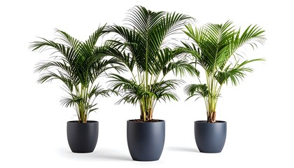 Obraz premium Three potted Areca palm trees in dark gray planters against a white background