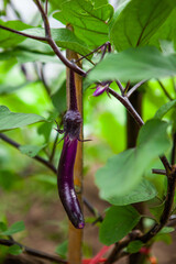 Healthy Organic Eggplants Thriving in Relaxed Rural Farmland Leisure Setting