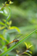 Dragonfly Perched on Leaf Capturing Natural Serenity in Macro Nature Photography