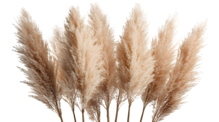 Pampas grass arranged in soft tones of beige and brown