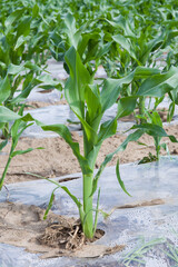 Outdoor Corn Seedlings Growing in Rural Crop Field Under Natural Light