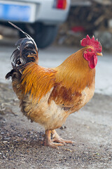 Vertical Close Up of Rural Native Rooster Showcasing Farmyard Authenticity