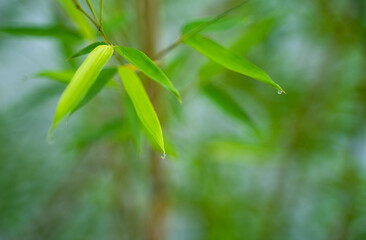 Fresh Bamboo Shoots And Tender Leaves On Desktop For Summer Ambiance