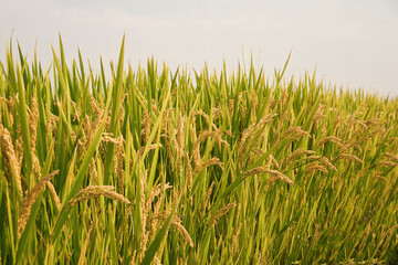 Vast Sunlit Rice Fields Stretching Under Bright Sunshine