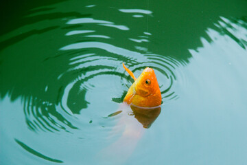Fish Being Caught On Hook During Freshwater Fishing Trip