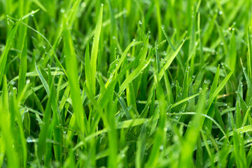 Dew Covered Rice Seedlings In Fresh Green Field Background