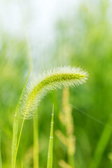 Fresh Summer Green Foxtail Grass On Lush Background