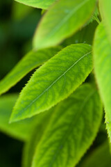 Lush Green Plant Leaves on Summery Green Background for Poster