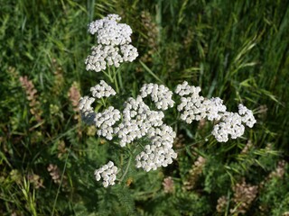 Common Yarrow Blooming in a Grassy Meadow, South Boulder Creek West Trail, Colorado