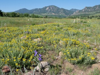 Yellow Wildflower Meadow with Flatirons in Early Summer, South Boulder Creek West Trail, Boulder, Colorado © Ted