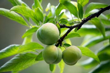 Plum Tree Laden With Juicy Fruits Ready For Harvest