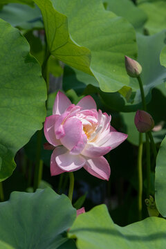 Vibrant Summer Blooming Lotus Flowers in Serene Lake Setting