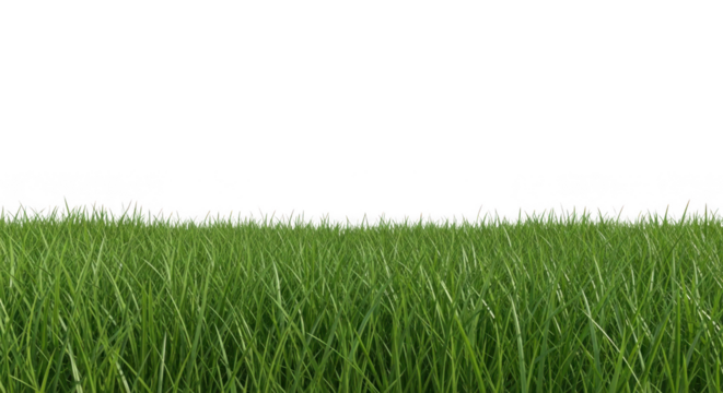 Closeup view of lush green grass blades isolated on transparent background