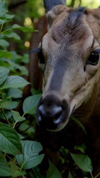 Curious Animal Hiding Among Dense Green Leaves in Nature Setting