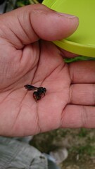 2716)A bee with a red abdomen on a hand(Photo taken at 13:13 on september 23, 2017)Euaspis basalis