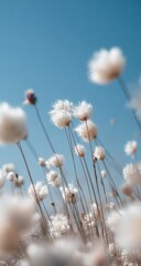 Field of white flowers stretch up to a clear blue sky, background texture use