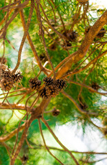 Pine Tree with needles and Pine Cone. Pine tree branch with cones in spring
