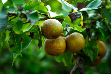 Asian nashi pears on a tree in bright summer sunlight at a home garden