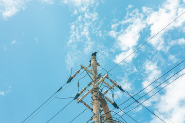 Fototapeta premium electrical wires and blue skies