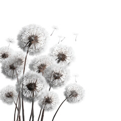Obraz premium Fluffy dandelion heads, cluster against black