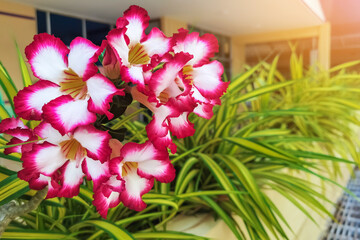 Beautiful Desert Rose, Adenium obesum. Japanese frangipani adenium ornamental plant, succulent flowering plant adenium as desert rose. Pink azalea flower. Beautiful frangipani flower with green leaves