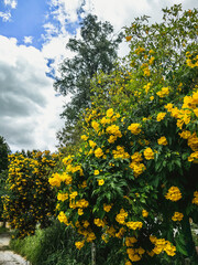 Fototapeta premium Yellow elder, Yellow trumpet, Trumpet vine flowers, Ginger Thomas. Tecoma stans or yellow bell blooming with nature background. Beautiful yellow flowers blossom with green leaves. Nature wallpaper.