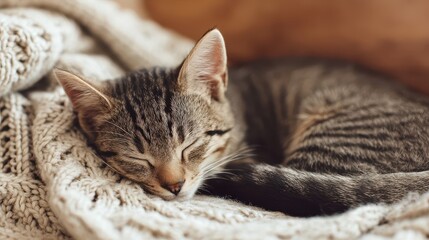 A tabby kitten sleeps nestled in a warm knitted blanket.