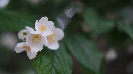 Fototapeta premium beautiful late cherry blossom against green leaves