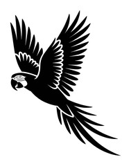 Fototapeta premium Black parrot flying with wings spread wide bird