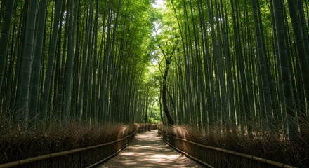 Obraz premium Lush bamboo forest pathway. Sunlight filters through dense canopy