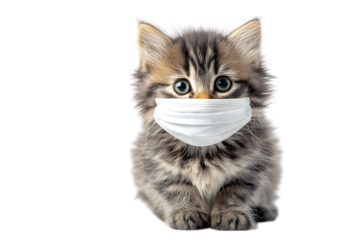 Adorable kitten wearing a face mask.