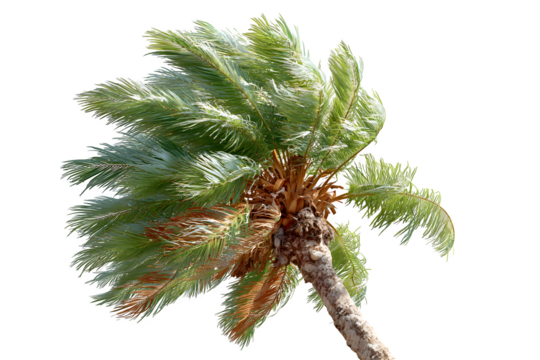 Cute newborn crochet shoes in light pink with rounded toe and detailed stitching, isolated on transparent background