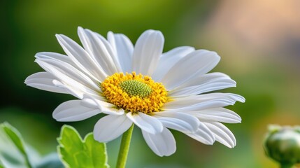 Close-Up of White Daisy Flower with Yellow Center on Green Blurred Background in Natural Garden Setting
