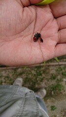 2718)A bee with a red abdomen on a hand(Photo taken at 13:14 on september 23, 2017)Euaspis basalis