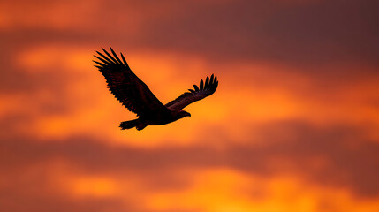 Fototapeta premium eagle in the sunset