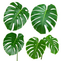 Obraz premium Four vibrant monstera leaves against a white background