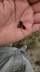 2719)A bee with a red abdomen on a hand(Photo taken at 13:14 on september 23, 2017)Euaspis basalis